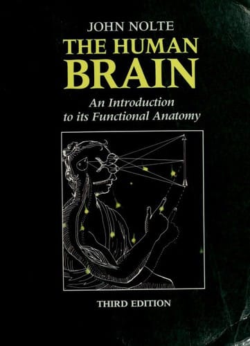 The human brain
