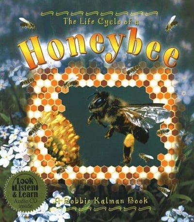 Life Cycle of a Honeybee