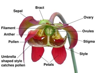Flora of Gujarat State
