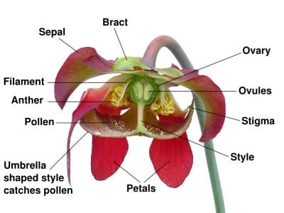 Flora of Gujarat State