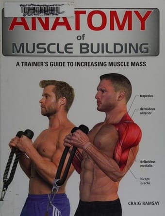 Anatomy of muscle building